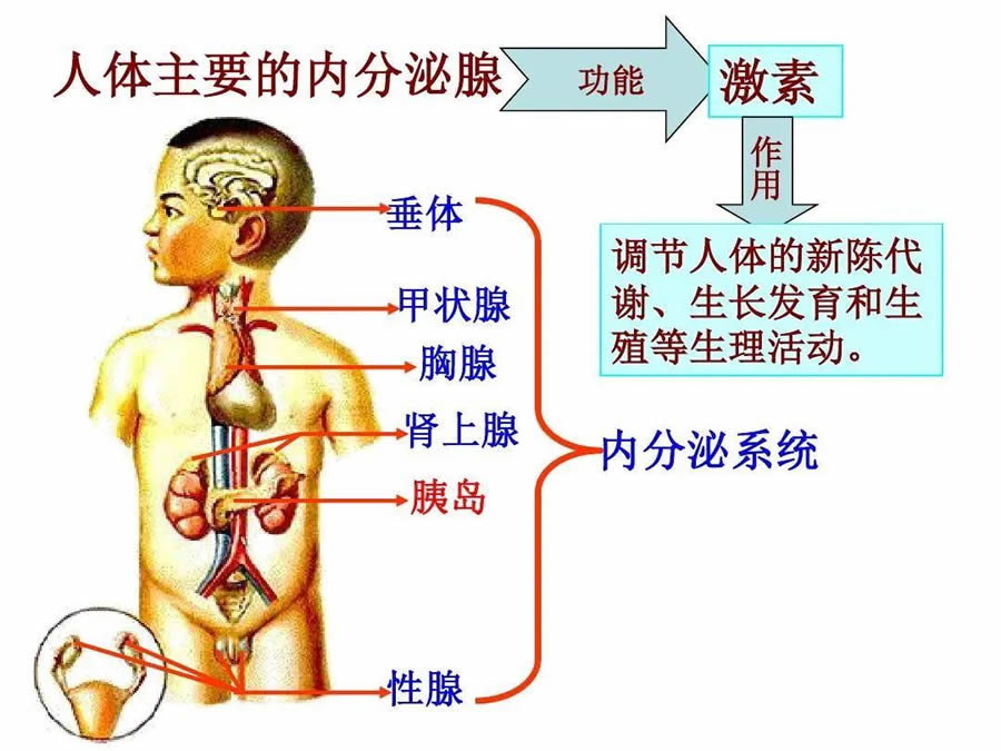 内分泌紊乱:也就是内分泌腺分泌出现紊乱了,导致身体一系列问题